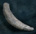 Fossil Sperm Whale Tooth - Georgia #7797-1